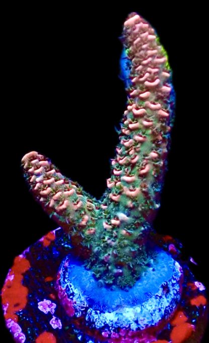 WYSIWYG 16E Pink Hulk Acropora Millepora Frag