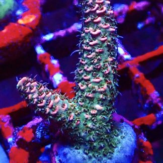 WYSIWYG 16E Pink Hulk Acropora Millepora Frag