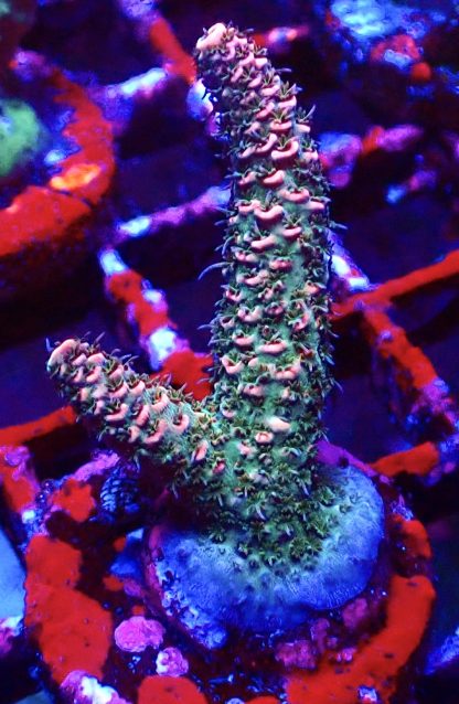 WYSIWYG 16E Pink Hulk Acropora Millepora Frag