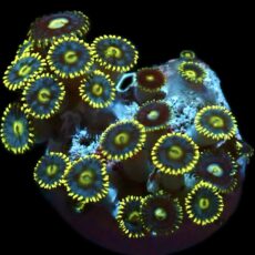 Lemon Azure Zoanthid (12+ Polyps)