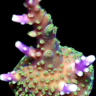 WYSIWYG 15i Purple Acropora Nana Frag