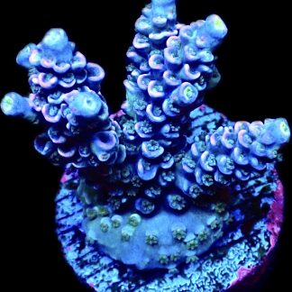 WYSIWYG 24C Ice Blush Acropora Tenius Large
