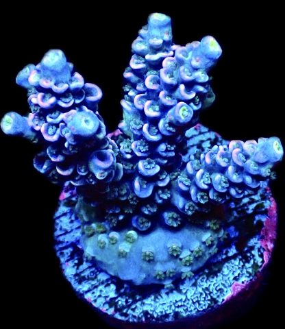 WYSIWYG 24C Ice Blush Acropora Tenius Large