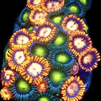 WYSIWYG Zoanthid Frag B3