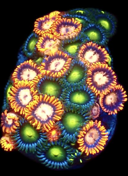 WYSIWYG Zoanthid Frag B3