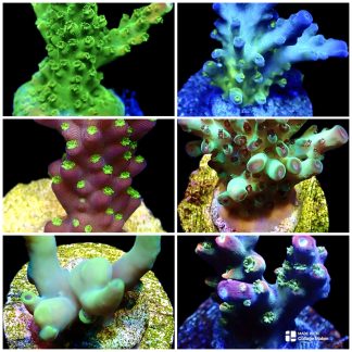 WYSIWYG Ultra Acropora 6 Pack