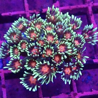 WYSIWYG T10 Floral Blush Goniopora Frag