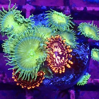 WYSIWYG T2 Utter Chaos/Grand Paly Combo Zoanthid Frag