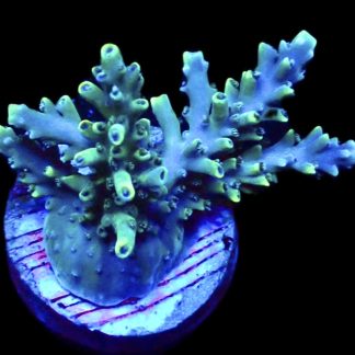WYSIWYG 24G Acropora Natalensis Frag