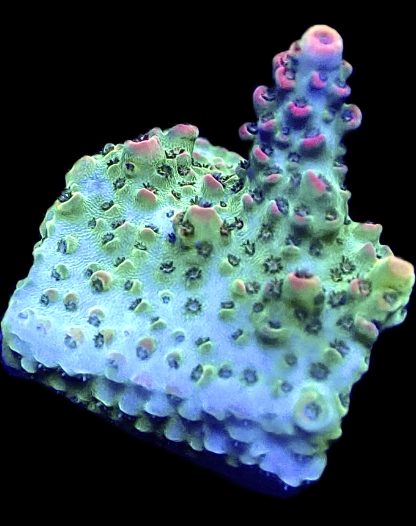 WYSIWYG 19D Bill Murray Acropora Frag