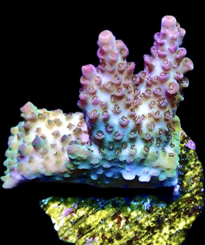 WYSIWYG 14E Bill Murray Acropora Frag Large - Image 3