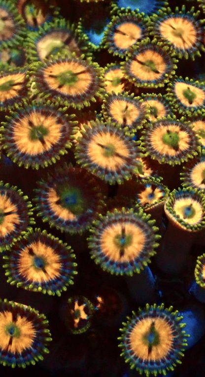 M.O.C. Citrine Glow Zoanthid 10+ Polyps