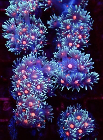 Fireball Goniopora Frag (15+ Polyps)