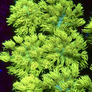 Highlighter Goniopora Frag (25+ Polyps)