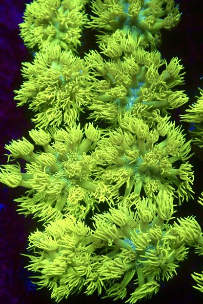 Highlighter Goniopora Frag (25+ Polyps)