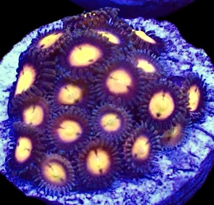 WYSIWYG Zoanthid Frag B3