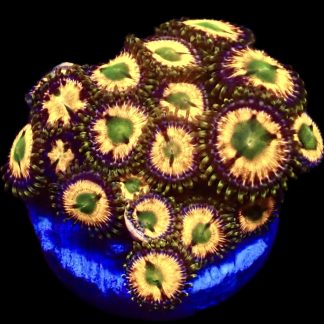 M.O.C. Citrine Glow Zoanthid 10+ Polyps