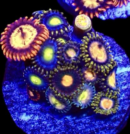 WYSIWYG Zoanthid Frag B3