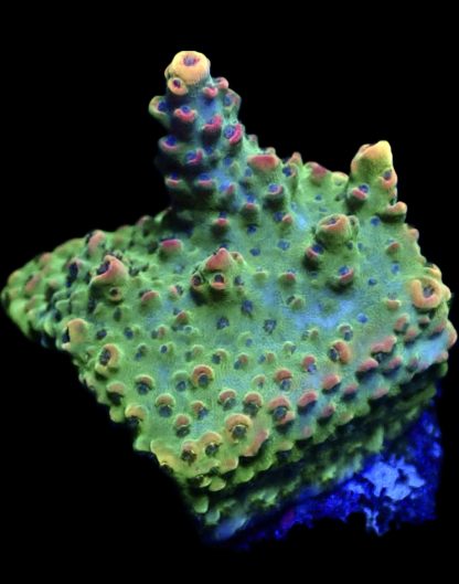 WYSIWYG 19D Bill Murray Acropora Frag