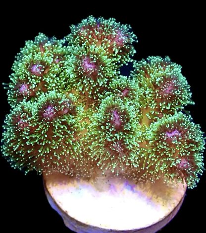 WYSIWYG 14D Amethyst Gem Pocillopora Frag