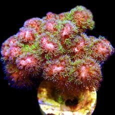 WYSIWYG 14i Amethyst Gem Pocillopora Frag Large