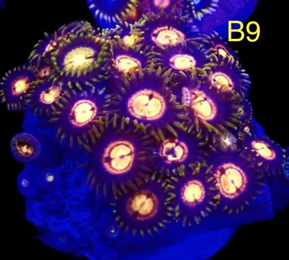 WYSIWYG Zoanthid Frag B9