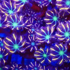 Firework Clove Polyps 7-8 Polyp Frag