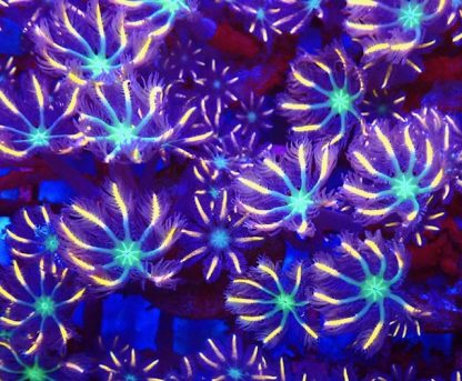 Firework Clove Polyps 8-10 Polyp Frag