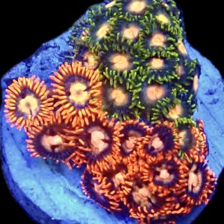WYSIWYG Zoanthid Frag B9