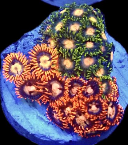 WYSIWYG Zoanthid Frag B9