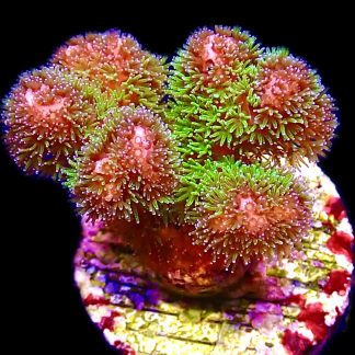 WYSIWYG 11J Amethyst Gem Pocillopora Frag