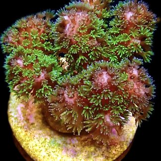 WYSIWYG 8F Amethyst Gem Pocillopora Frag