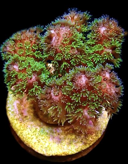 WYSIWYG 8F Amethyst Gem Pocillopora Frag
