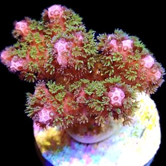 WYSIWYG 10i Amethyst Gem Pocillopora Frag