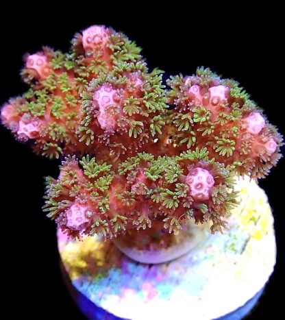 WYSIWYG 10i Amethyst Gem Pocillopora Frag