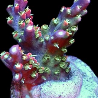 WYSIWYG 9H M.O.C. Bubblebath Unicorn Acropora Frag
