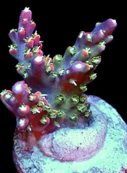 WYSIWYG 9H M.O.C. Bubblebath Unicorn Acropora Frag