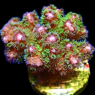 WYSIWYG 11J Amethyst Gem Pocillopora Frag Extra Large