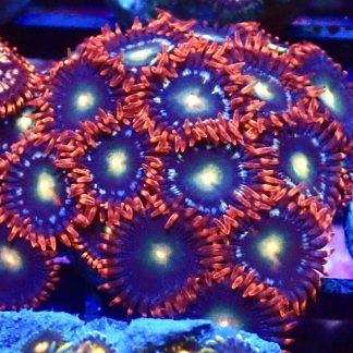 WYSIWYG Zoanthid Frag B9