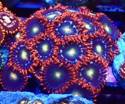 WYSIWYG Zoanthid Frag B9