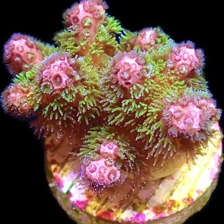 WYSIWYG 14F Amethyst Gem Pocillopora Frag