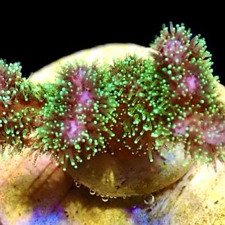 WYSIWYG 20A Amethyst Gem Pocillopora Frag