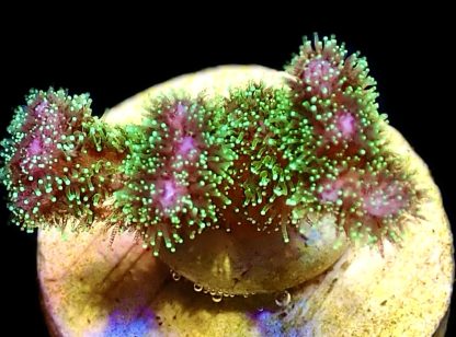 WYSIWYG 20A Amethyst Gem Pocillopora Frag