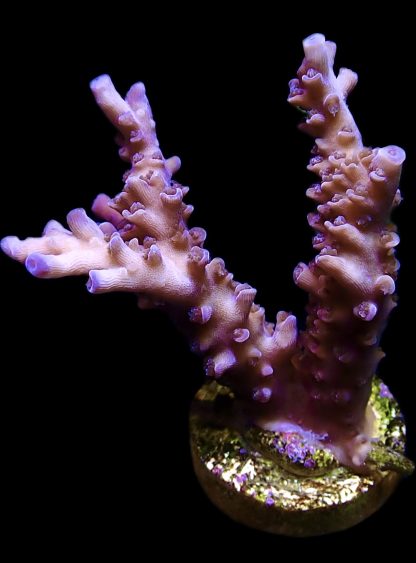 WYSIWYG 18C Blue Curacao Staghorn Acropora Colony