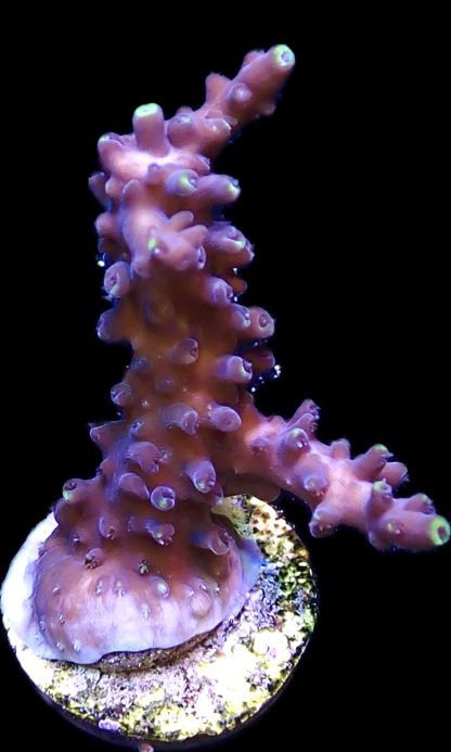 WYSIWYG 19H Greg C Ultimate Blue Staghorn Acropora