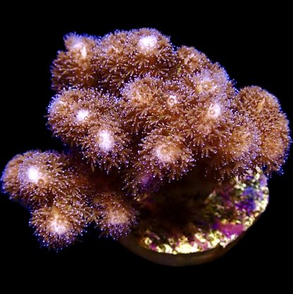 WYSIWYG 19i M.O.C. Purple Shimmer Pocillopora Frag Large