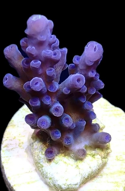 WYSIWYG 21i Oregon Blue Tort Acropora Frag