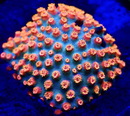 Meteor Shower Cyphastrea Frag