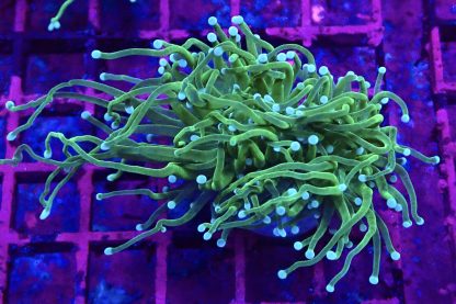 Blue Tipped Torch Euphyllia Single Head