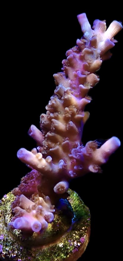 WYSIWYG 22J Blue Curacao Staghorn Acropora Colony